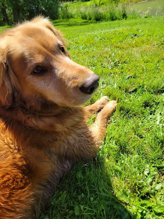 WellHaven Pet Health 12