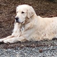 WellHaven Pet Health ico