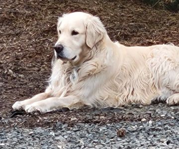 WellHaven Pet Health