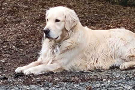 WellHaven Pet Health