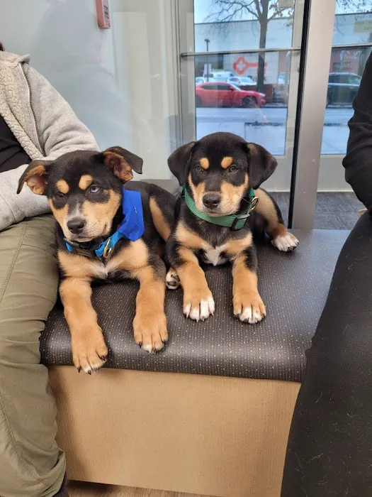 WellHaven Pet Health 12