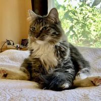 Evergreen Animal Hospital ico