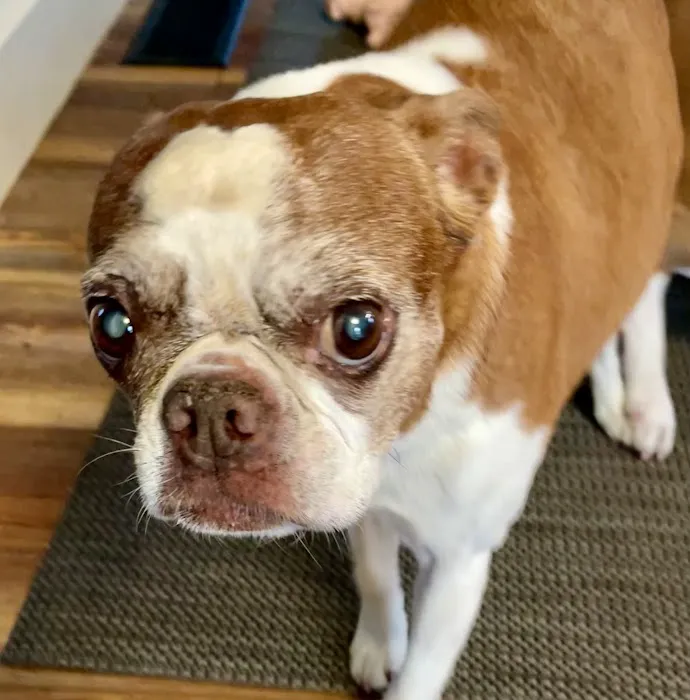 MedVet Vancouver 8