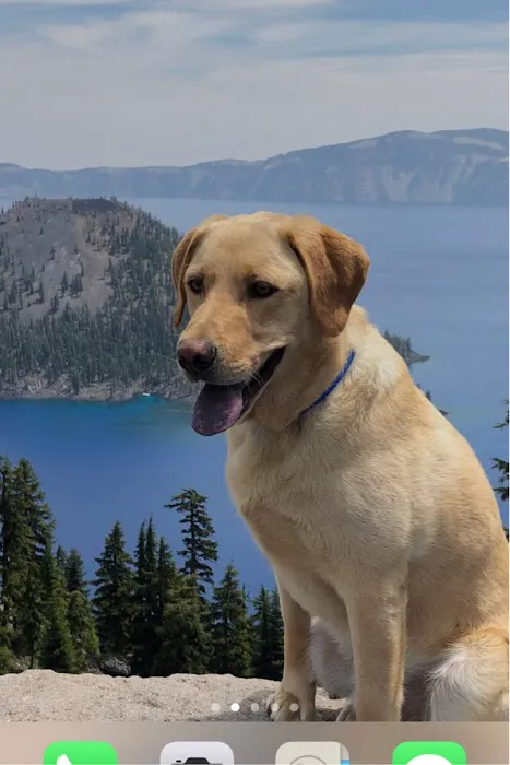 MedVet Vancouver 1