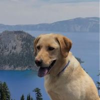MedVet Vancouver ico