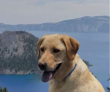 MedVet Vancouver