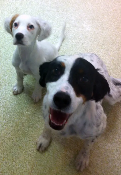 Columbia Veterinary Center: Cleveland Tammy R DVM 12