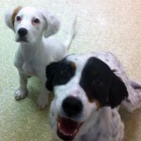 Columbia Veterinary Center: Cleveland Tammy R DVM ico