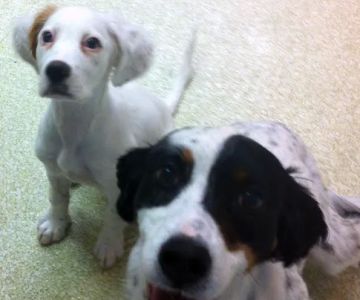 Columbia Veterinary Center: Cleveland Tammy R DVM