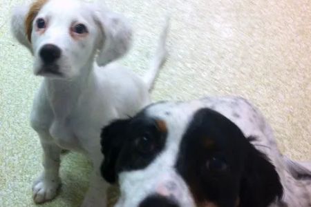 Columbia Veterinary Center: Cleveland Tammy R DVM