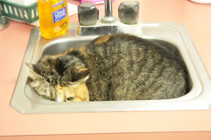 Columbia Veterinary Center: Cleveland Tammy R DVM 12