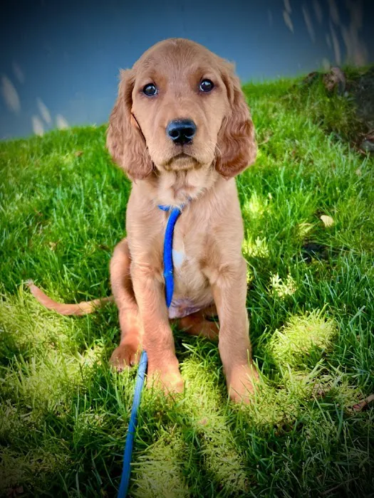 Hayden Meadows Pet Clinic 1