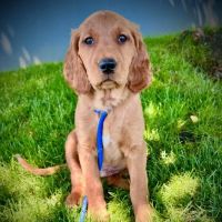 Hayden Meadows Pet Clinic ico