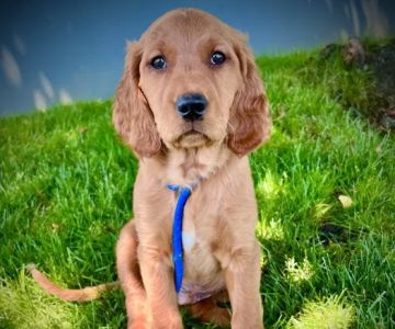 Hayden Meadows Pet Clinic