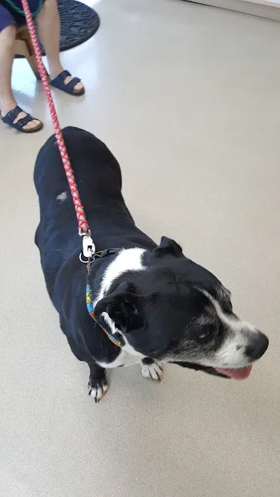 Hayden Meadows Pet Clinic 10