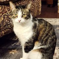 Columbia River Veterinary Specialists ico