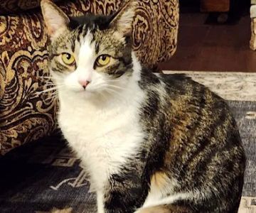 Columbia River Veterinary Specialists