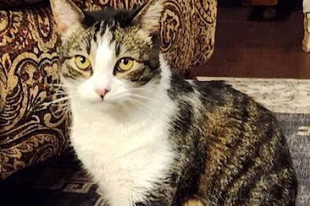 Columbia River Veterinary Specialists