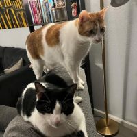 Peninsula Pet Clinic ico