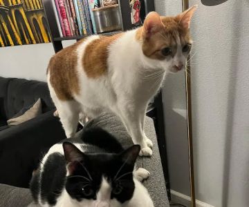 Peninsula Pet Clinic