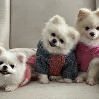 Happy Tails Animal Hospital ico