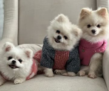 Happy Tails Animal Hospital