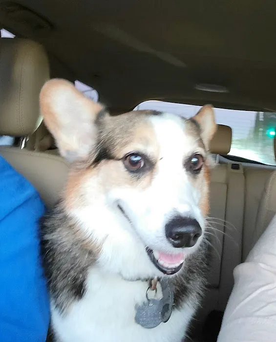 Happy Tails Animal Hospital 5