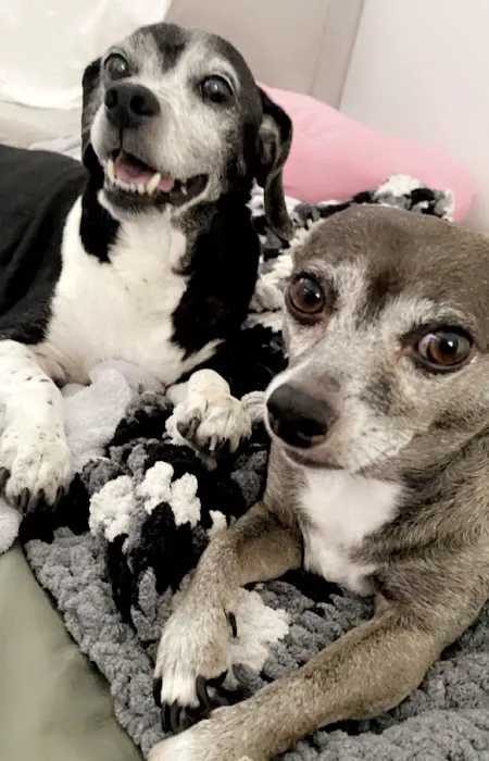 Happy Tails Animal Hospital 3
