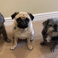 Alamitos Animal Hospital ico