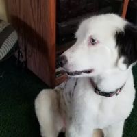 Amigo Animal Hospital ico