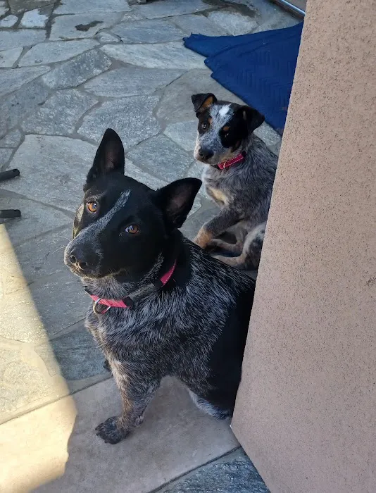 Amigo Animal Hospital 3