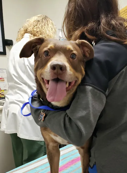 Amigo Animal Hospital 9