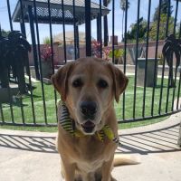 AnimAid Pet Hospital ico