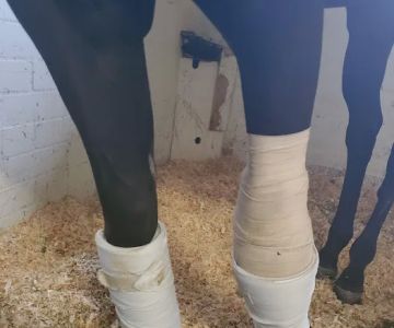 Equine Medical Center