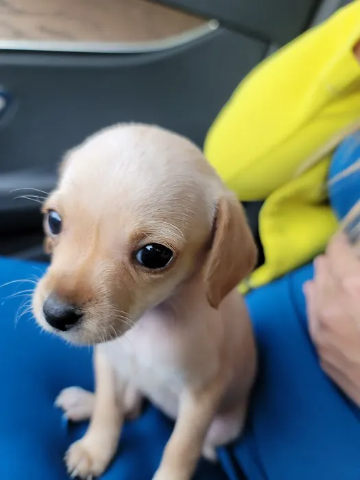 Little Cottonwood Animal Hospital 8