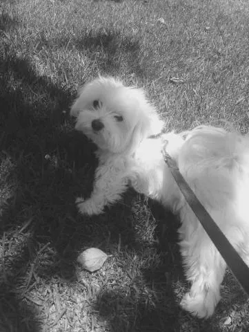 Banfield Pet Hospital 4