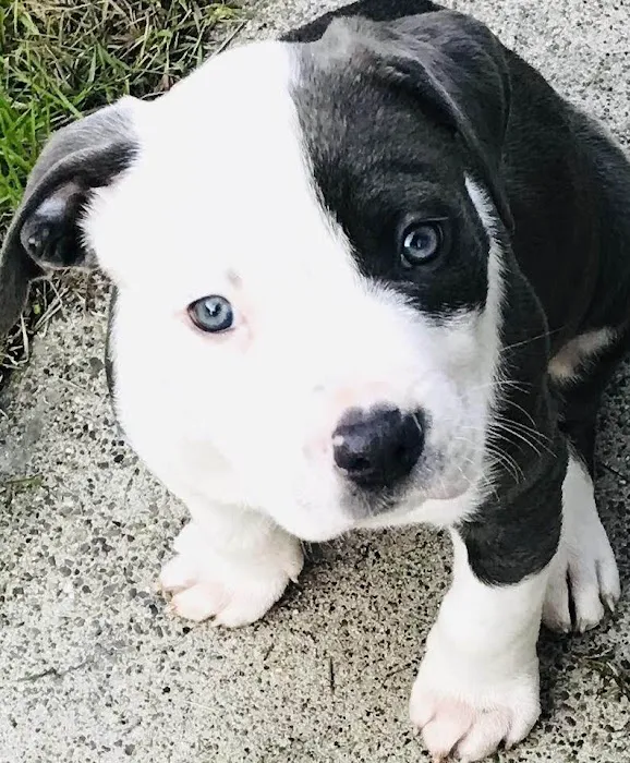 Banfield Pet Hospital 5
