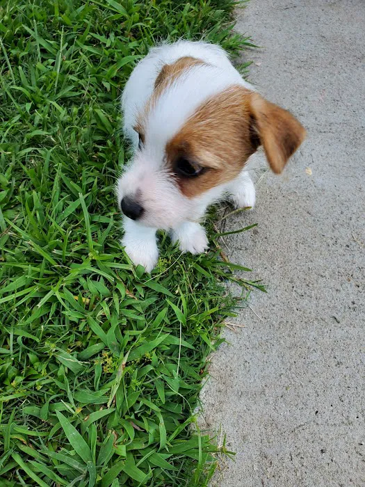 Northside Wesleyan Animal Hospital 9