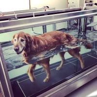 Sound Veterinary Rehabilitation Center ico