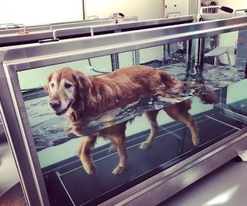 Sound Veterinary Rehabilitation Center
