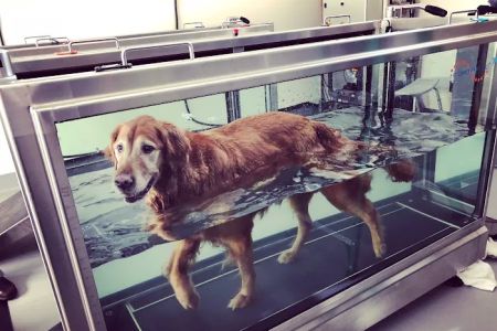 Sound Veterinary Rehabilitation Center