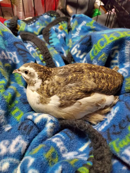 Bird & Exotic Clinic of Seattle 8
