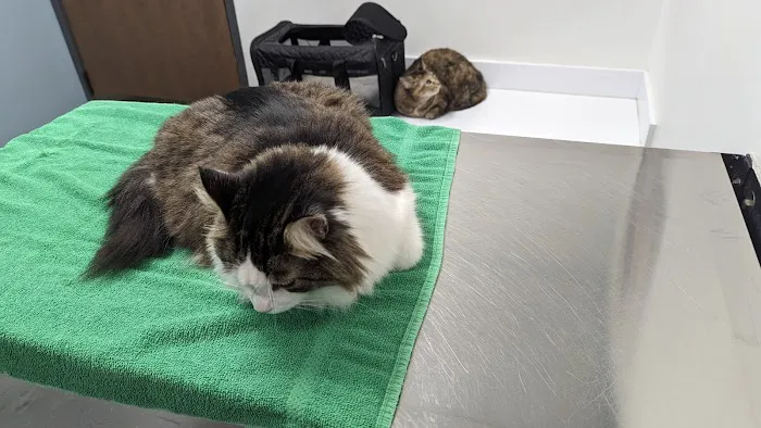 Northeast Veterinary Hospital 12