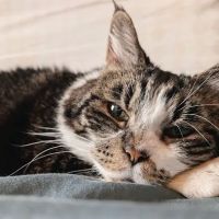 Maple Leaf Veterinary Care Center ico