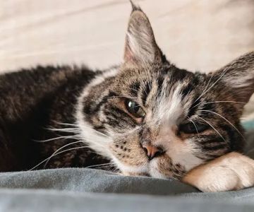 Maple Leaf Veterinary Care Center