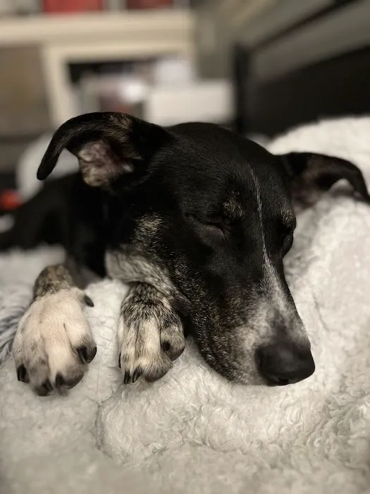 Maple Leaf Veterinary Care Center 4