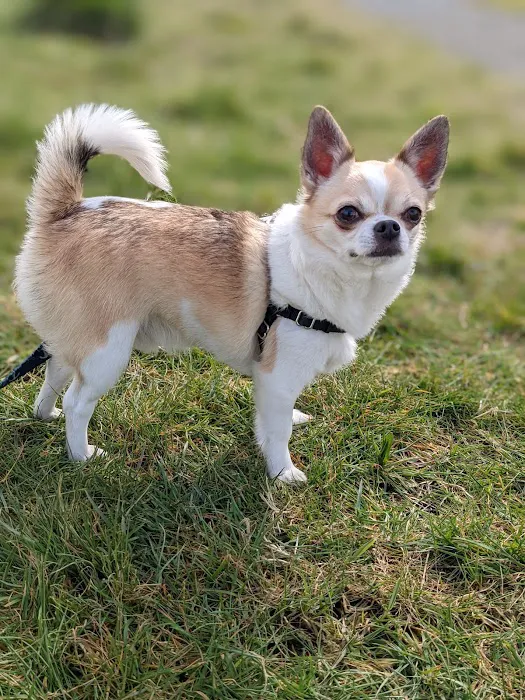 Maple Leaf Veterinary Care Center 3