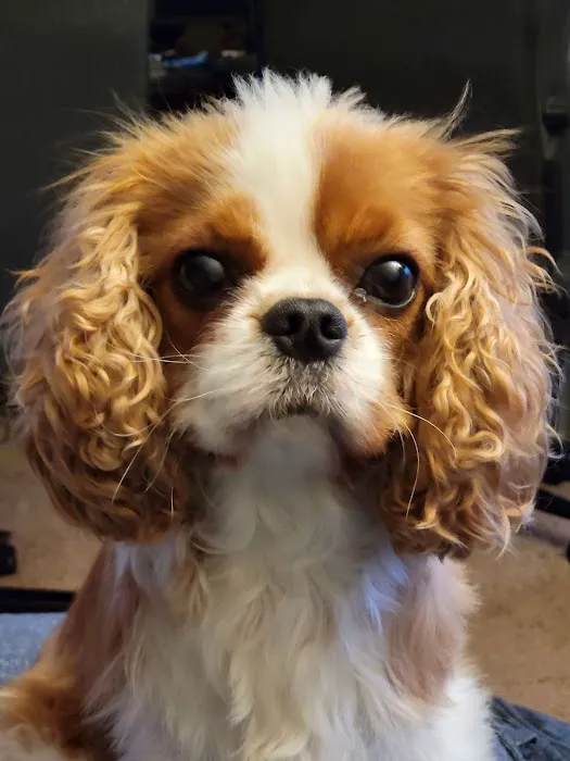 Maple Leaf Veterinary Care Center 6