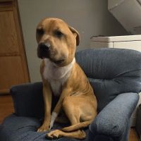 Greenwood Animal Hospital ico