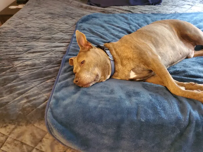 Cascade Pet Hospital 7
